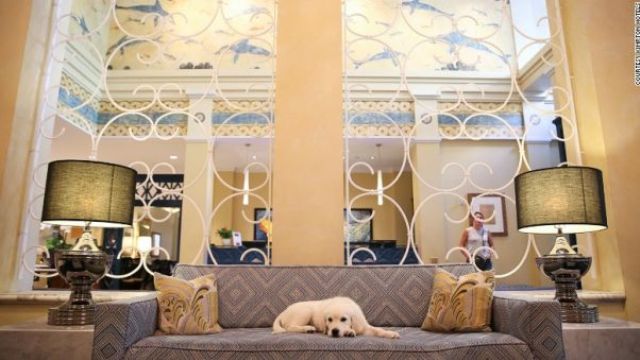 キンプトンホテル・モナコ・ポートランドで宿泊客を迎える犬「アレックス」