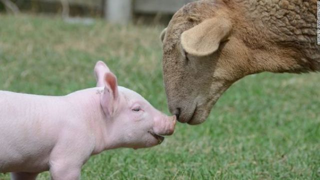 ニューヨークのファームサンクチュアリで鼻を寄せ合う動物