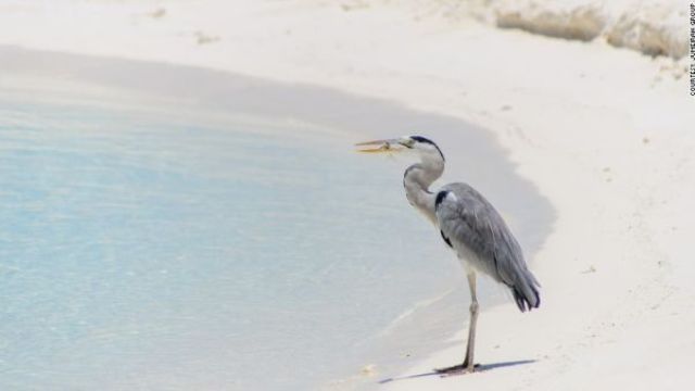 モルディブでサギと休日を共にする