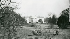 ウッドロウ・ウィルソン第２８代大統領はホワイトハウスの芝生で羊の群れを飼っていた