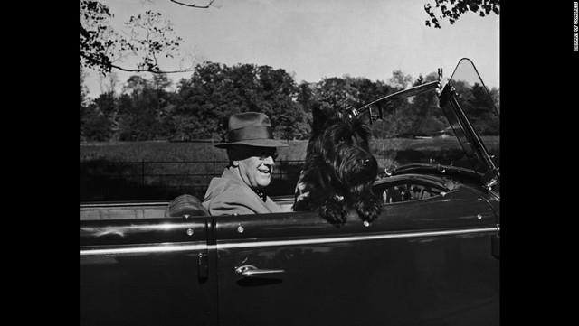 フランクリン・ルーズベルト第３２代大統領の愛犬「ファラ」は大統領と一緒にひんぱんに外出した