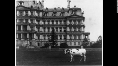 ウィリアム・ハワード・タフト第２７代米大統領のペットだった牛