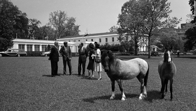 ケネディ一家はホワイトハウスでポニーの「マカロニ」や、馬、ハムスター、犬などを飼っていた