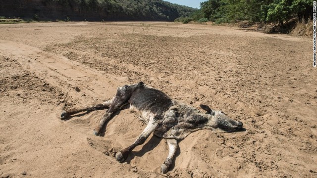 干ばつなどの影響で死亡した牛。南アフリカは世界で３０番目に「乾いた国」だという