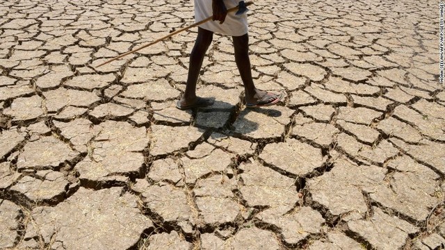 乾燥した綿畑を歩く男性＝インド
