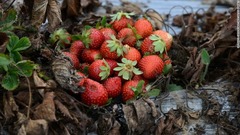 菌類によって痛んでしまったイチゴ。ホンジュラスは世界でも気候変動の影響を最も受けやすい国のひとつだという