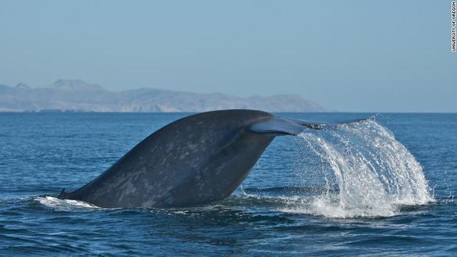 世界最大の動物シロナガスクジラは、ほとんどが「右利き」だという