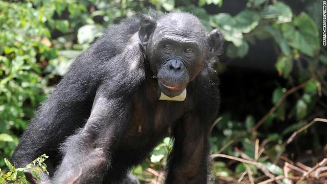 ボノボは右利きが多数派