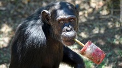 チンパンジーは右利きが多数派だ