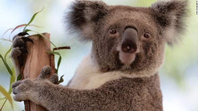 コアラなどの動物との自撮り写真を閲覧しようとすると警告が出るという