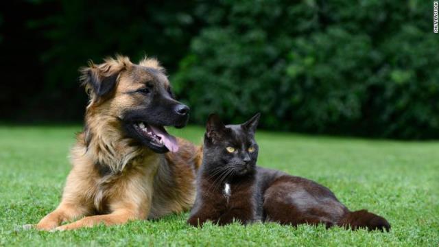 犬は猫より「賢い」ことが国際研究で判明した