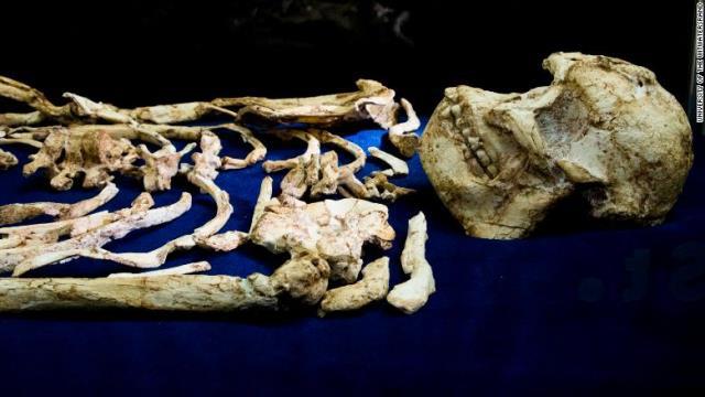 「リトルフット」の化石＝南アフリカ・ヨハネスブルク