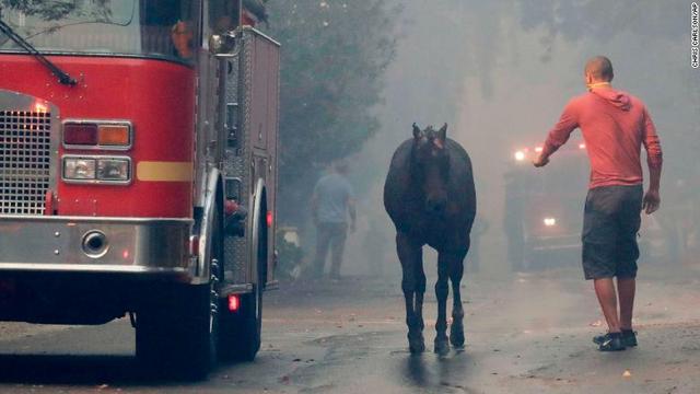 火事の影響で放たれた馬を捕まえようとする男性