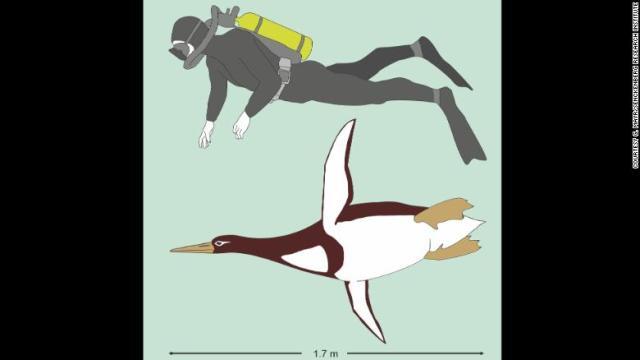 古代のペンギンについて、人間の成人並みの体長だったことを示す化石が見つかった