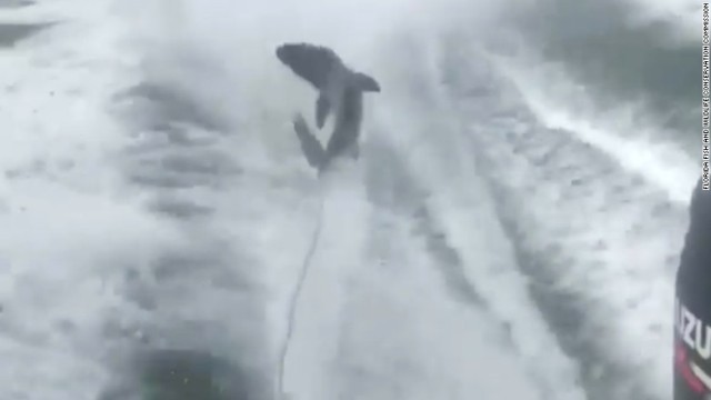 サメをボートで引きずる動画がＳＮＳで公開されていた