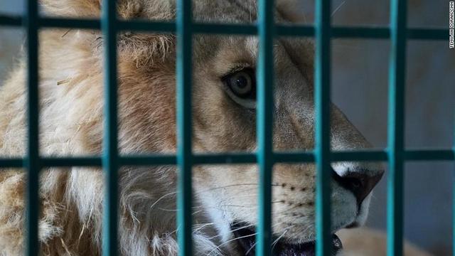 アレッポから引き取られてきた当初は脱水症状や栄養不良が目立ち、傷口が開いたままの動物もいたという