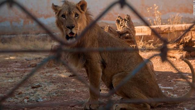 内戦下にあるシリアの動物園からライオンなど置き去りにされた動物を救出