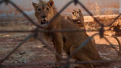 同動物園にはかつて３００頭・匹以上の動物が飼育されていた。激減の原因は不明だが、餓死や爆撃の被害、逃亡や私設動物園への売却などが要因とみられる