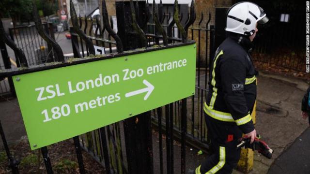 ロンドンの動物園で火災が発生した