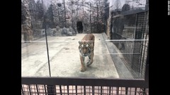 平壌の動物園ではトラの姿が見える＝２月１９日