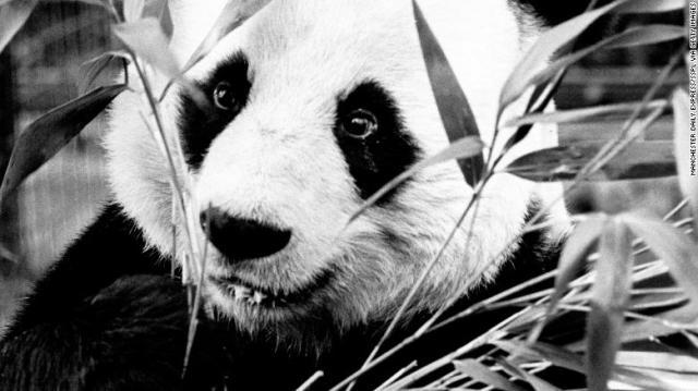 １９７４年に中国から英国に贈られたパンダのチアチア