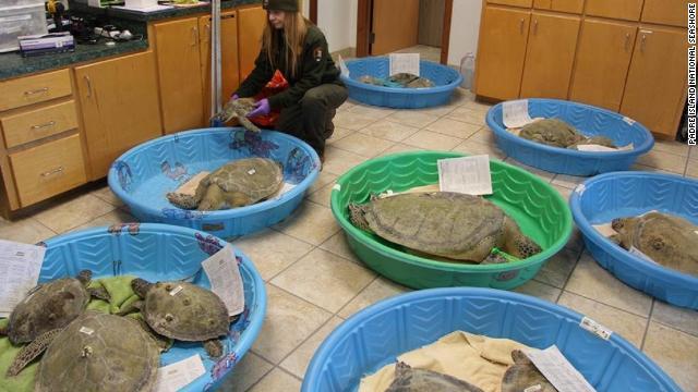 寒波襲来でカメも避難