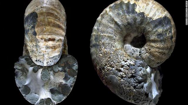 BASの化石コレクションには南極で発見された約4万点の化石標本が所蔵されている。写真は白亜紀のアンモナイトのもの