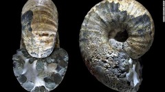 ＢＡＳの化石コレクションには南極で発見された約４万点の化石標本が所蔵されている。写真は白亜紀のアンモナイトのもの