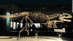 南極で発見された初の肉食恐竜、クリョロフォサウルスの骨格