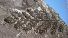 英国南極調査所（ＢＡＳ）の化石コレクションに所蔵されているシダの化石