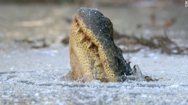 ワニが氷の表面から鼻だけ突き出す珍しい光景が撮影された