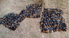 シドニー南西部のキャンベルタウンでは、週末だけでオオコオモリ３０００匹あまりが死んだという