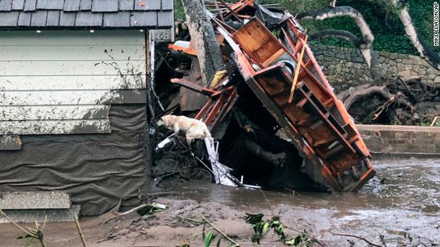 被災者を探す消防局の救助犬