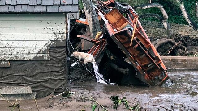 被災者を探す郡消防局の救助犬