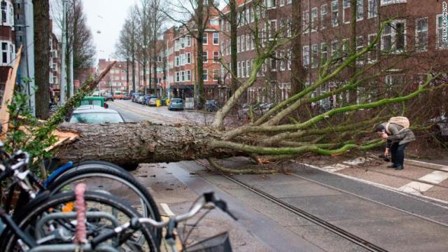アムステルダムでは強風で大きな木がなぎ倒された