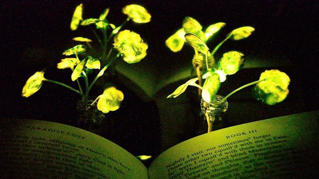 「光る植物」の開発が進められている