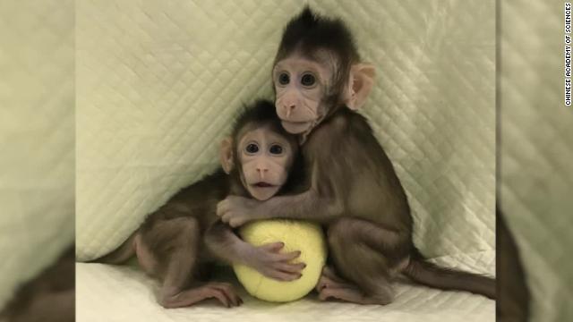 中国でサルのクローン２匹誕生