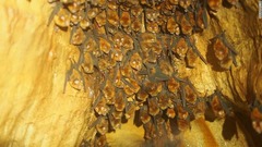 オレンジ色のワニの主食はコウモリやコオロギ。洞窟の外にすむワニとは異なる食性を持つ