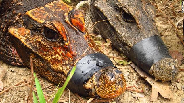 ガボン奥地のアバンダ洞窟で２００９年に見つかったオレンジ色のワニ（左）