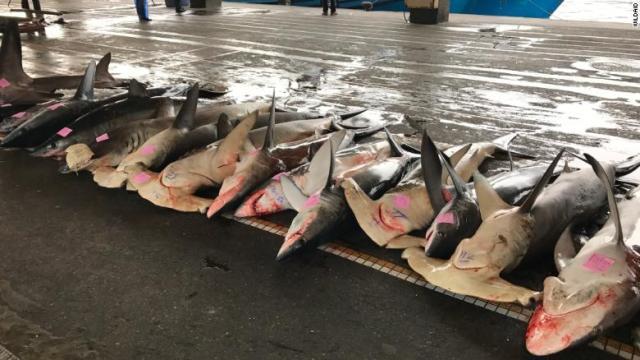 港に水揚げされたサメ。中国本土ではフカヒレの消費量が激減しているという