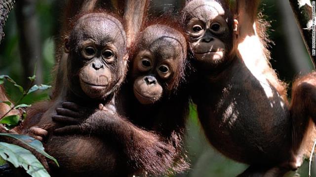 親のいない３頭のオランウータン＝ボルネオ島のインドネシア領内