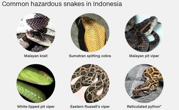 インドネシアに生息する毒ヘビ５種と、人を襲うことで知られるアミメニシキヘビ（右下）