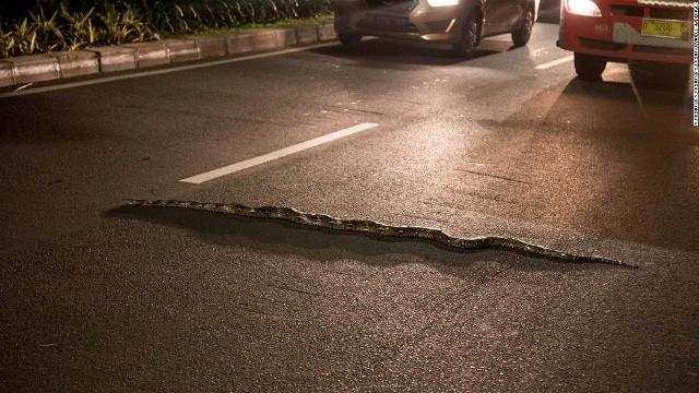 路上に長々と横たわるニシキヘビは交通渋滞も引き起こす