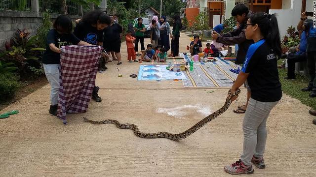 ジャカルタでニシキヘビの捕獲作業を行うボランティア団体のメンバー