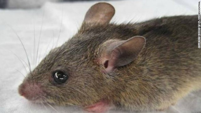 ネズミを介してウイルスが拡散するラッサ熱が、ナイジェリアで猛威を振るっている