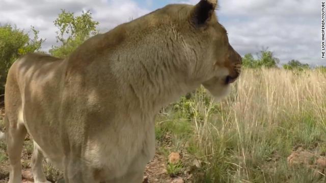 野生動物保護区で女性がライオンに襲われて死亡する事故が起きた