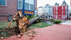地面に倒れた木＝ワシントン市内