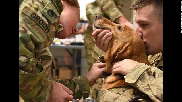 アフガニスタンの施設で軍用犬の体調をチェックする米陸軍の獣医