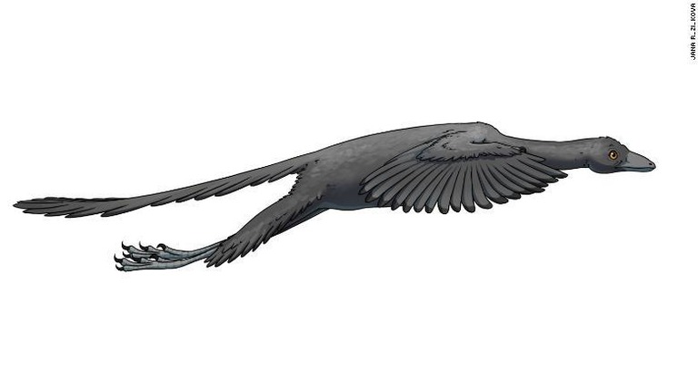 研究結果をもとに描かれた始祖鳥のイメージ図