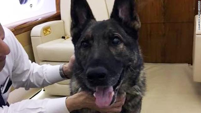 愛犬の「アーゴー」が誤送先の日本から帰ってきた